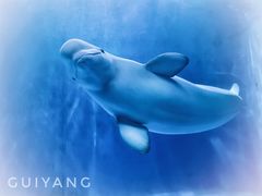 -多彩贵州城极地海洋世界