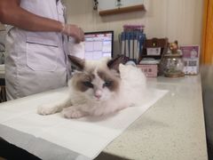 -宠爱国际动物医院· 猫科· 外科·中兽医(长白店)