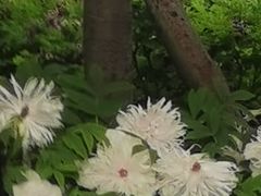 -洛阳市隋唐城遗址植物园