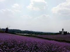 -紫颐香薰山谷景区