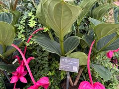 -国家植物园南园