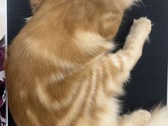 -comecome来吧宠物(奥克斯中心店)