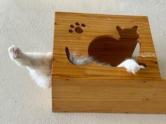 -藏猫猫咖啡主题馆(中央大道店)