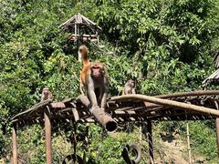 -西双版纳原始森林公园