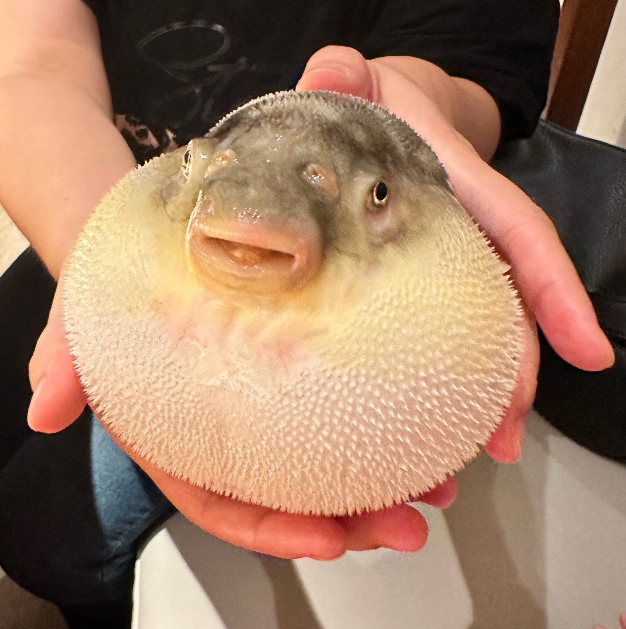 没有一只河豚能活着逃出镇江