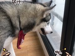 -Husky Go! 哈士奇体验馆·宠物咖啡厅狗咖