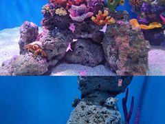 -上海海昌海洋公园