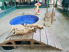-秦皇岛野生动物园
