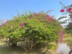 -中国科学院西双版纳热带植物园
