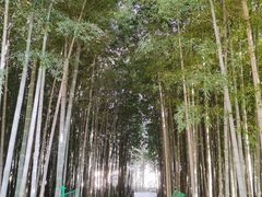 -树山生态村