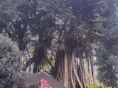 -乌山风景区