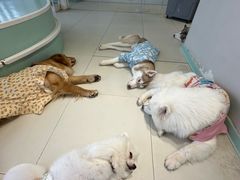 -怪兽屋·羊驼·猫咖·狗咖(俊华广场店)
