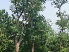 -北京西山国家森林公园