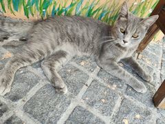 -猫岛主趣味餐厅(鼓浪屿店)