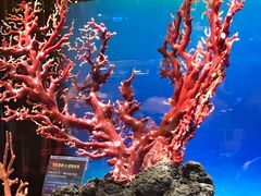 -绮丽珊瑚(台北101旗舰门市店)