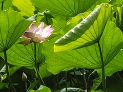 -荔湾湖公园