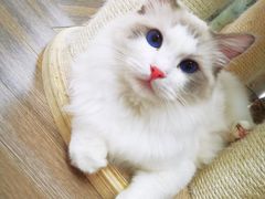 -酷豆宠物咖啡·宠物美食·撸猫馆