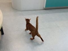 -瑞派伍一宠物医院·眼科·骨科·猫科转诊中心(马王堆院)