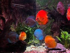 -上海海洋水族馆