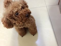 -米苏动物医院·犬猫专科·骨科外科内窥镜