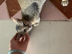 -ခြောက်ထပ်ကြီးရွှေသာလျောင်းဘုရားကြီး