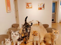 -有喵·猫咖·狗咖·30几只猫10只小狗(岗厦店)