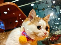 -欣宠猫屋·矮脚拿破仑·蓝金金渐层