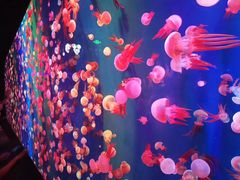 -成都浩海立方海洋公园