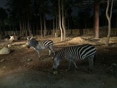 -清迈夜间动物园
