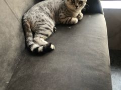 -房东的猫宠物生活馆