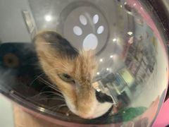 -纳吉亚猫专科动物诊疗中心(蒋宅口分院)