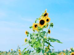 -东山风景区(洞庭东山)
