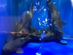 -新加坡珍宝海鲜JUMBO Seafood(西安skp店)