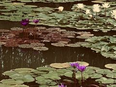 -国家植物园南园