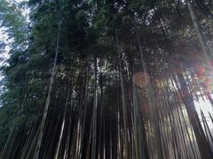 -杭州植物园