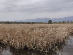 -野鸭湖国家湿地公园