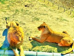 -北京野生动物园