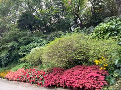 -上海滨江森林公园