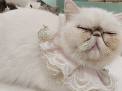 -怪兽屋·羊驼·猫咖·狗咖(俊华广场店)