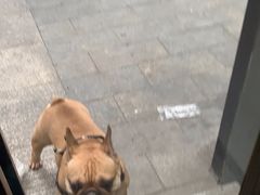 -帕帕拉兹宠物(亚洲旗舰店)