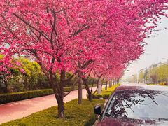 -金盾花园小区