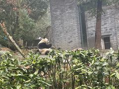 -都江堰中华大熊猫苑