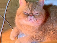 -佳雯宠物医院·皮肤科·内外科(春晓路分院)