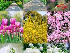 -上海滨江森林公园