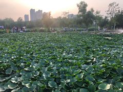 -前关湿地公园