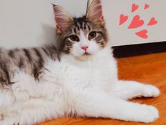 -十年猫舍·猫咪专门店(普陀店)