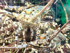 -海鲜e族(马王堆店)