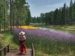 -黄海国家森林公园