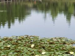 -白鹭湾湿地公园