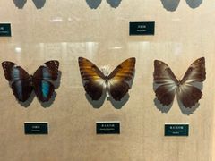 -陕西自然博物馆